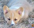 Pembroke Welsh Corgi